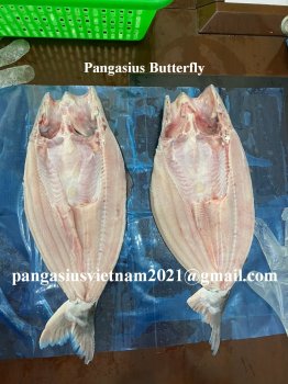 pangasius butterfly.jpg