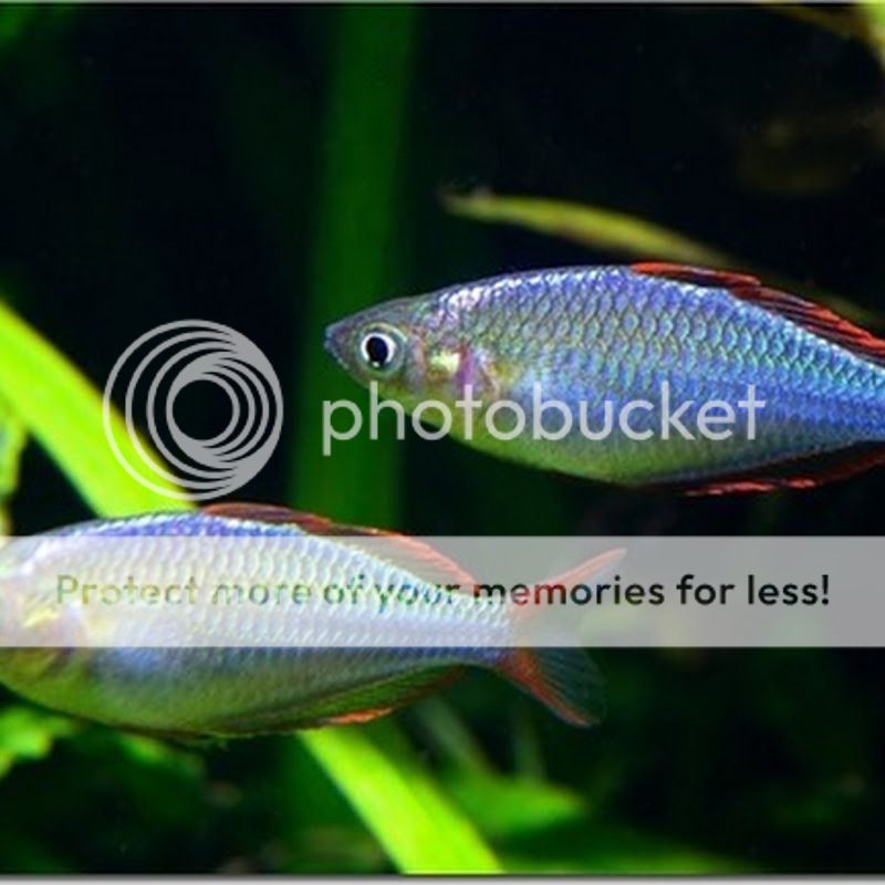 be-ca-canh-dwarf_rainbowfish_Neon_ra9_zps5nakqoa1.jpg