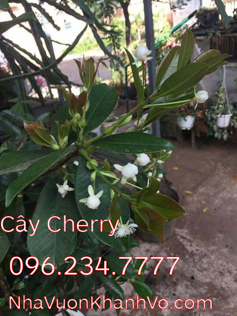 cay-cherry-khanh-vo-7.jpg