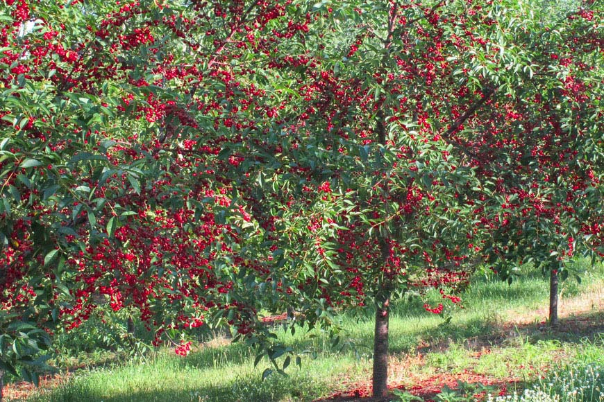 orchard-cherry.jpg