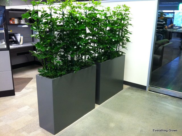 plants_as_office_dividers.jpg