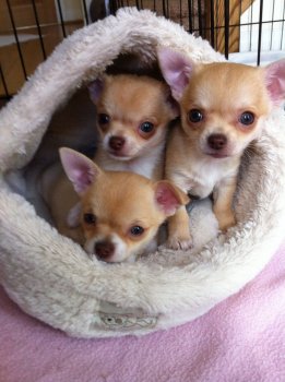 -3-precious-chihuahua-puppies-for-sale-51ab52519618c.JPG
