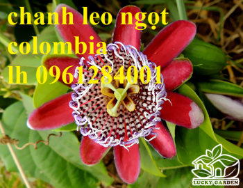 chanh leo ngot colombia 1.png