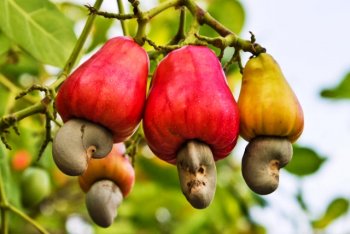 Cashew-nuts.jpg