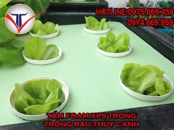 tam-foam-xps-trong-mo-hinh-trong-rau-thuy-canh-06.jpg