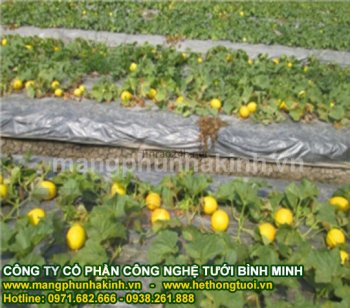 chi phi mang phu nong nghiep cho 2000 ha.jpg