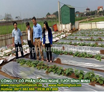 màng phủ nông nghiệp nhập khẩu.jpg