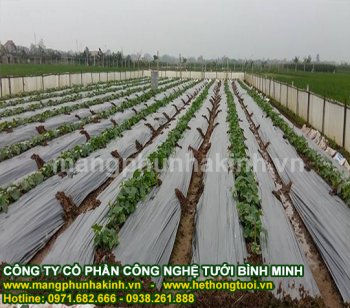 màng phủ trồng hoa.jpg