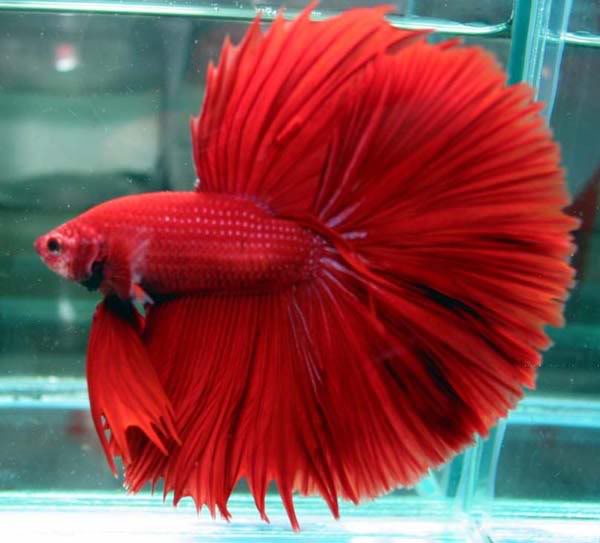 Red-Betta-Fish.jpg