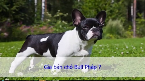 gia-ban-cho-bull-phap.jpg