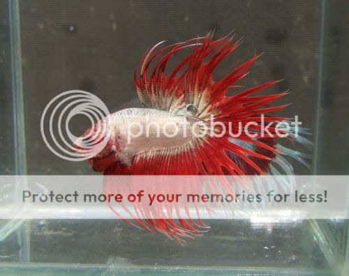 Red-Dragon-CrownTail-2_zpsb77e1211.jpg