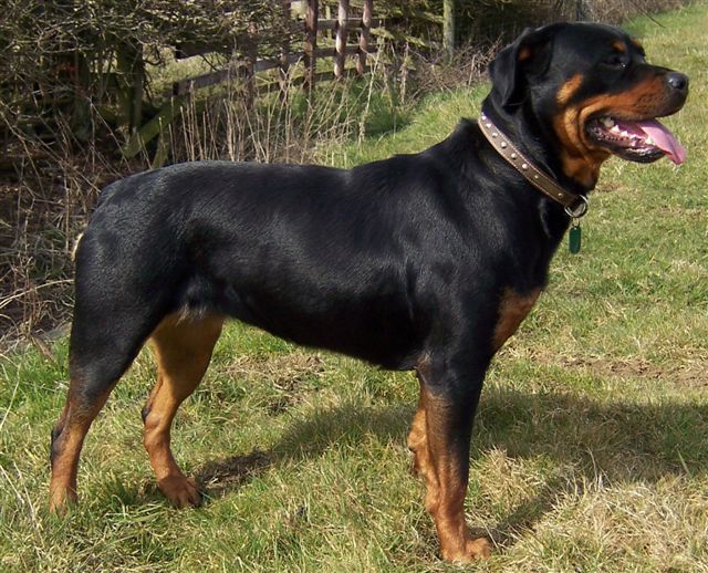 Rottweiler5.jpg