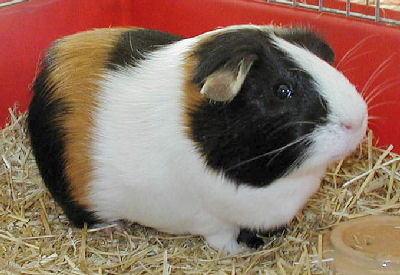 AmericanGuineaPigWCG__AcS128.jpg