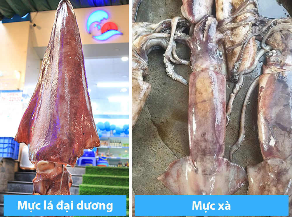 muc-la-dai-duong-muc-xa.jpg