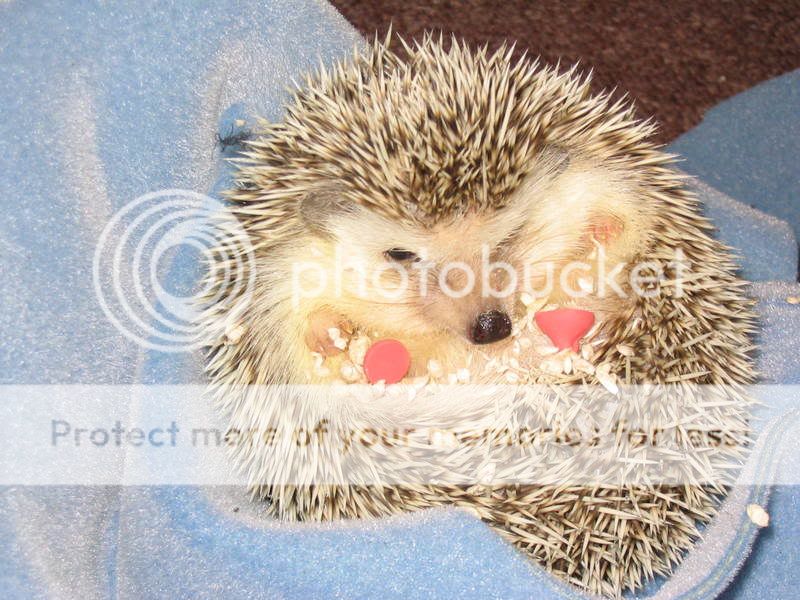 hedgehog003.jpg