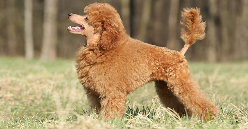 toy-poodle.jpg