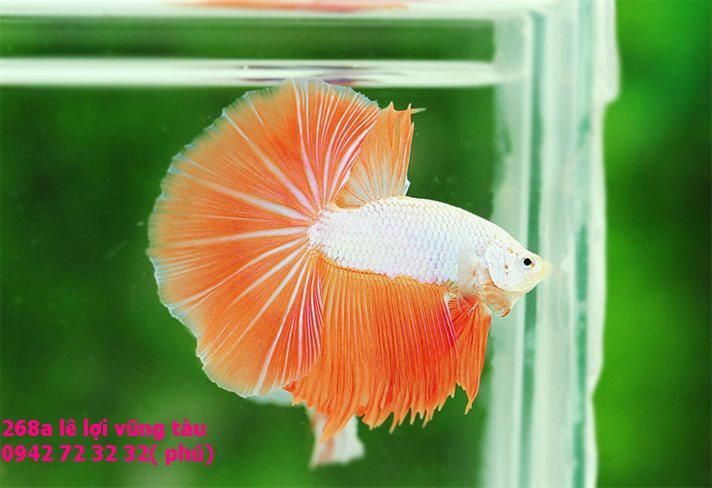 ca-betta-orange-dragon-halfmoon-1_zpsc2a60957.jpg