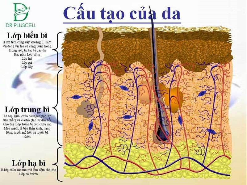 cấu-tạo-làn-da-1.jpg