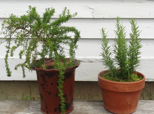 rosemary-plants4.jpg