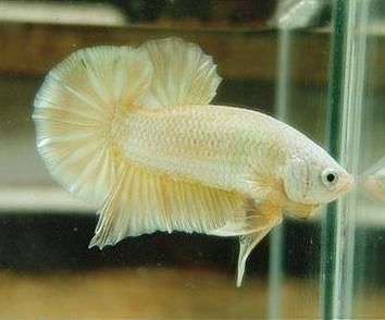 betta-rong-vang-gold-dragon-21_zpsce21a1bb.jpg