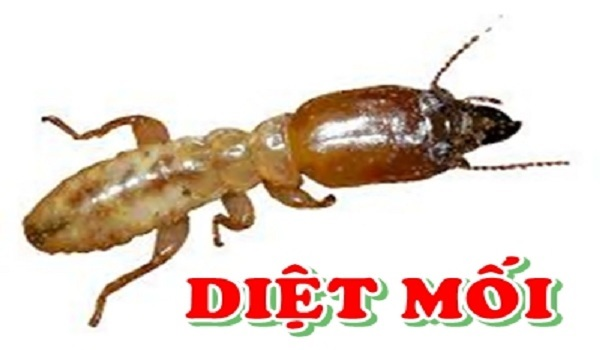 diet-moi-tan-goc-tai-ha-noi-dietmoinhanh.png