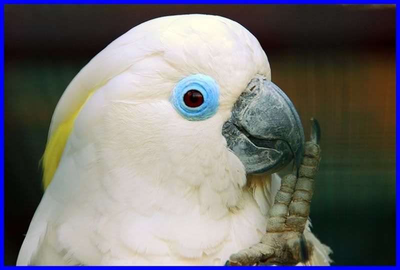 BlueEyedCockatoo1.jpg