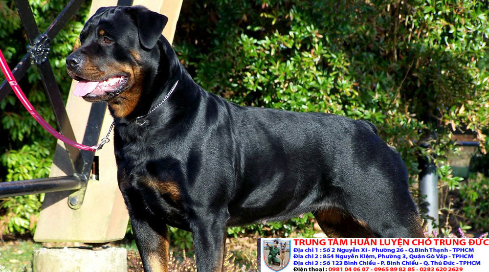 huan-luyen-cho-rottweiler-1.jpg