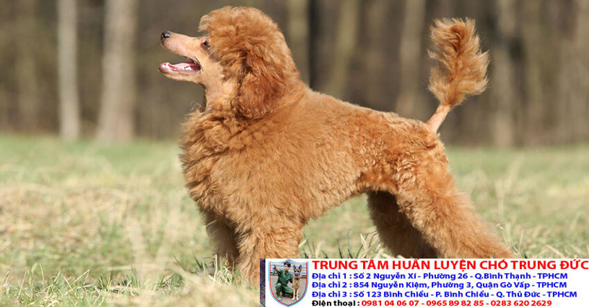 huan-luyen-cho-Poodle.jpg