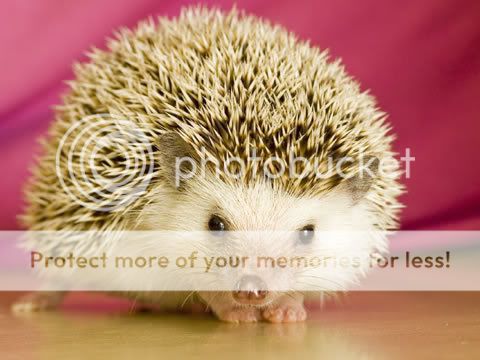 hedgehog.jpg