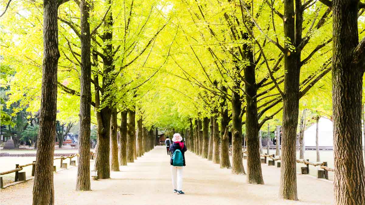 Maple-Trees-of-Nami-Nami-Island.jpg