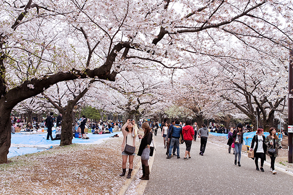 Yoyogi1.jpg