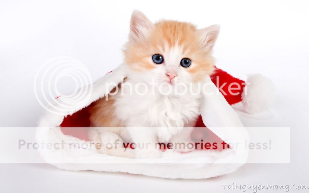 cute-cat-in-santa-hat-wallpapers_16425_1280x800.jpg