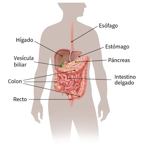 digestive-system-simple.jpg